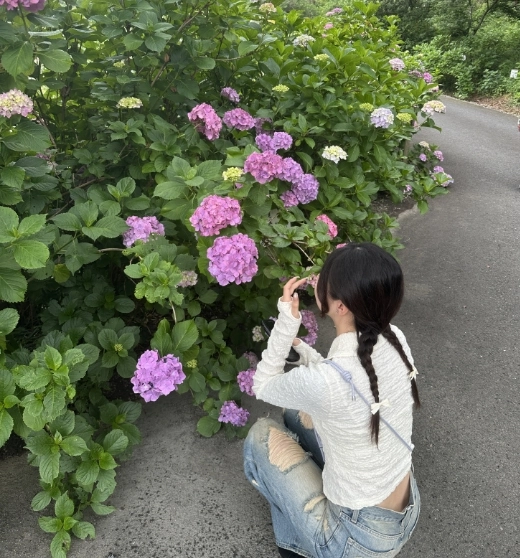 道路沿いの紫陽花を撮影する人