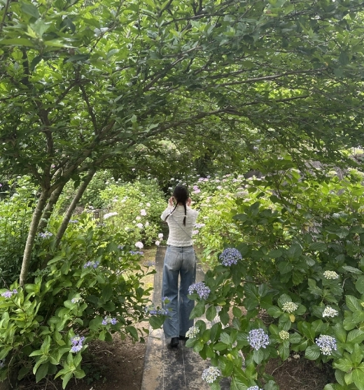 緑のアーチに包まれた紫陽花の小径を歩く人