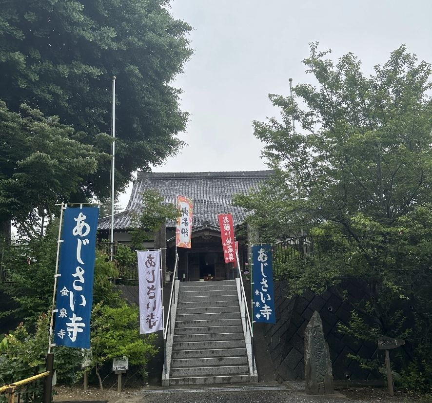 嵐山町 金泉寺の本堂と「あじさい寺」の幟
