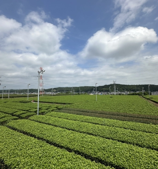 広がる狭山茶の畝と防霜ファンの支柱