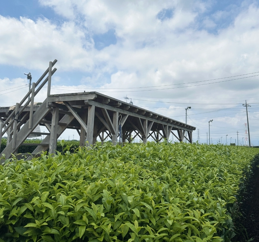 狭山茶の茶畑から見る展望デッキ
