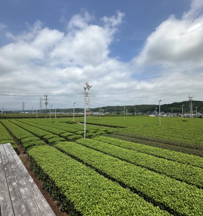 デッキから茶畑を一望できる１枚
