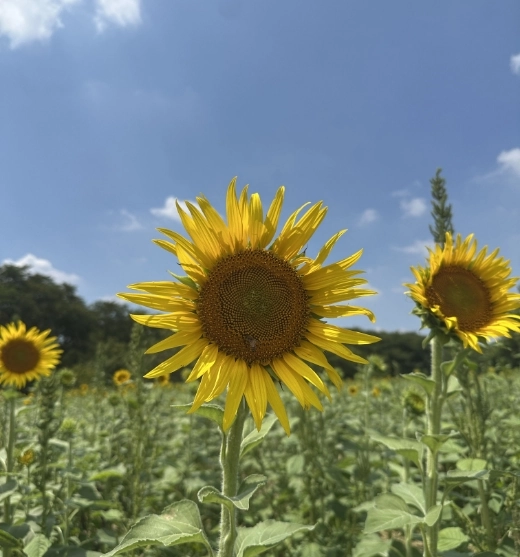 青空に向かうひまわりの近景
