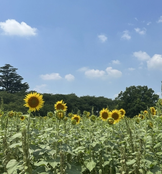 広がるひまわり畑と夏空