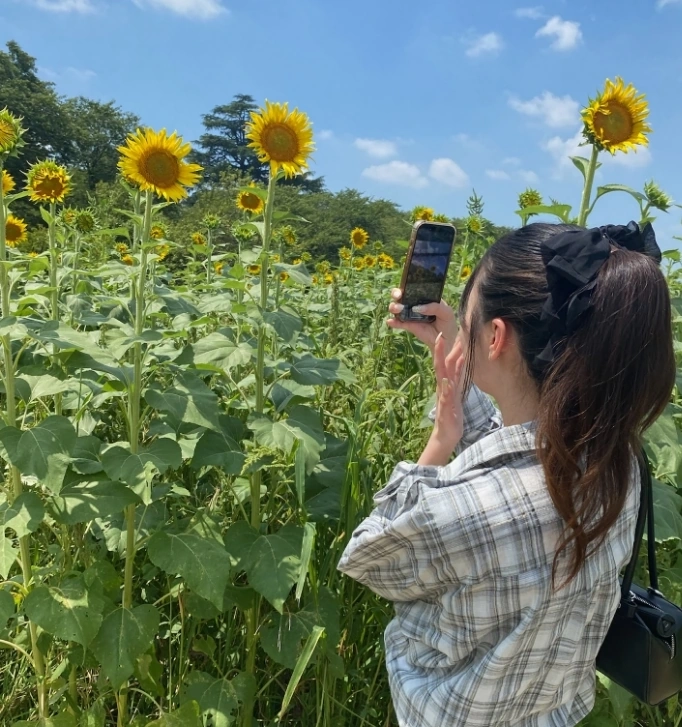 ひまわり畑を撮影する人